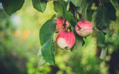 Rode appels aan een appelboom, foto gemaakt door Marina Khrapova 