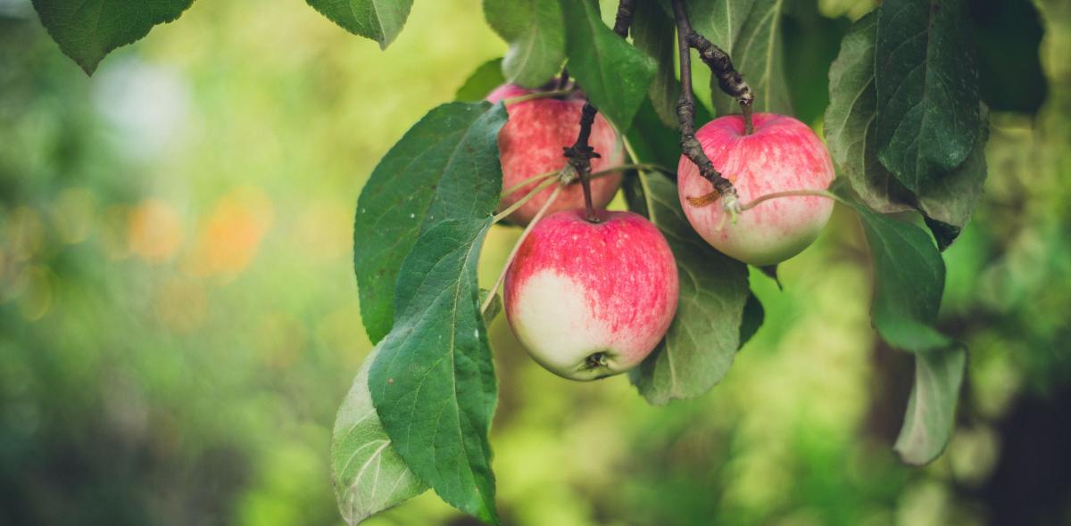 Rode appels aan een appelboom, foto gemaakt door Marina Khrapova 