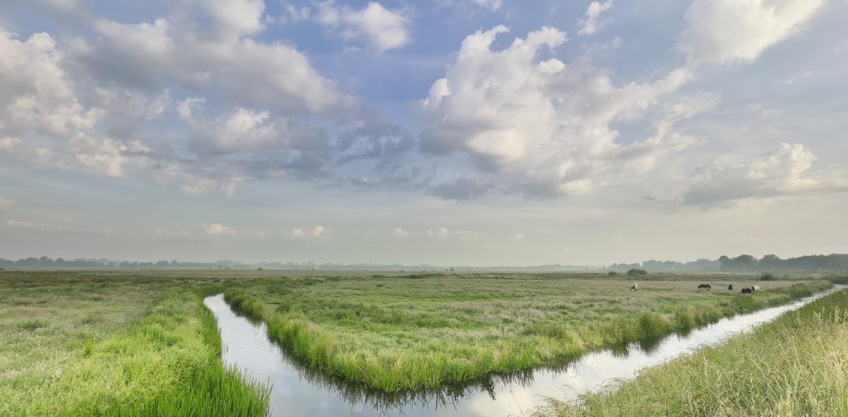 landschap in Noord-Nederland: weiland, sloot en blauwe lucht